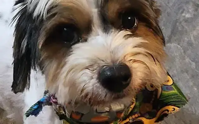 Diva Paws Spa & Dog Grooming in Morse, LA
