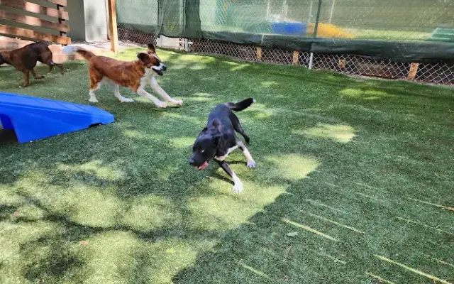 Southern Pines Pet Lodge in Columbia, SC