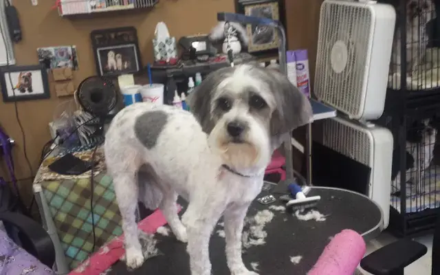 Doggy Do's By Allison in Lugoff, SC