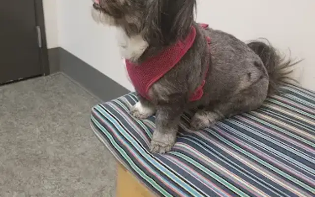 VCA Westmoreland Animal Hospital in Eugene, OR