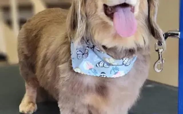 Mutt in Jeff Dog Grooming in Jeffersonville, NY
