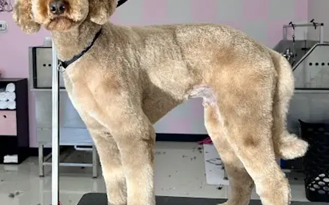 Expressive Grooming in Maple Grove, MN