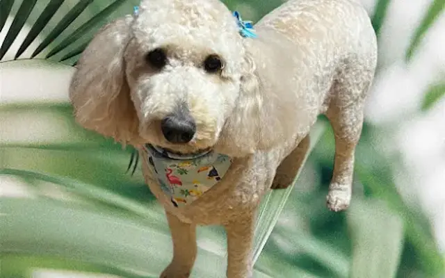 Dazzling Dogs By Brittany in Theresa, NY
