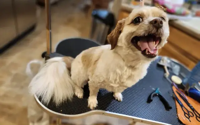 Brittany's Luxury Pet Services-Grooming-Sitting in St Ansgar, IA