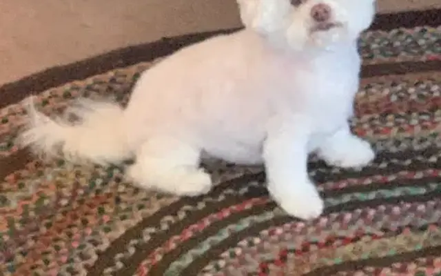 No Place Like Home Mobile Grooming, LLC in Middlebury, CT