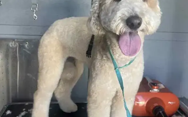 Maddie's Pampered Paws in Forney, TX
