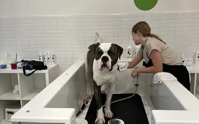 Bubbly Paws in Kingwood, TX