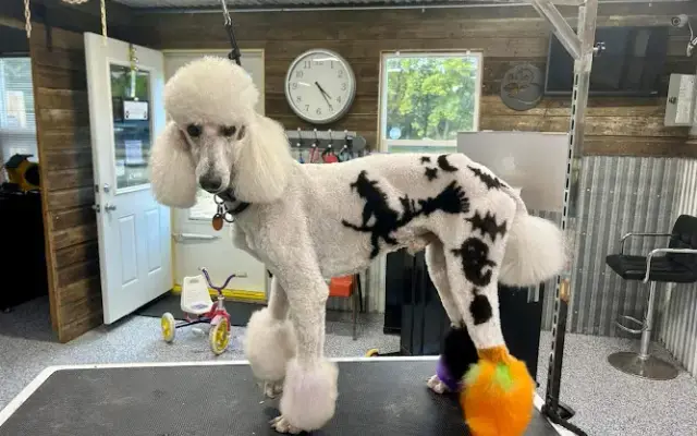 Annie's Salon for Pets Professional Grooming and Boarding in Emmetsburg, IA