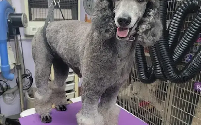Foxylox Pet Grooming in Three Rivers, MI