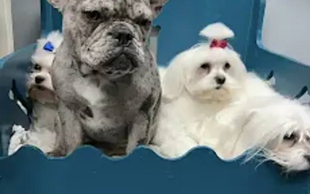 Five Star Dog Salon in Woburn, MA