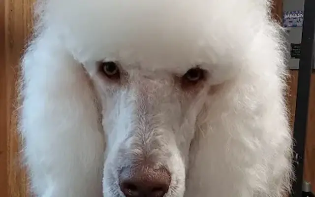 Grooming by Janette in Brooksville, FL