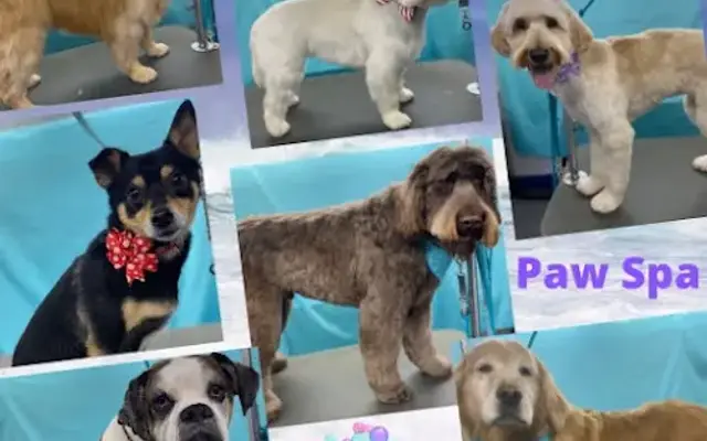 Deb's Mobile Paw Spa, LLC in Raleigh, NC