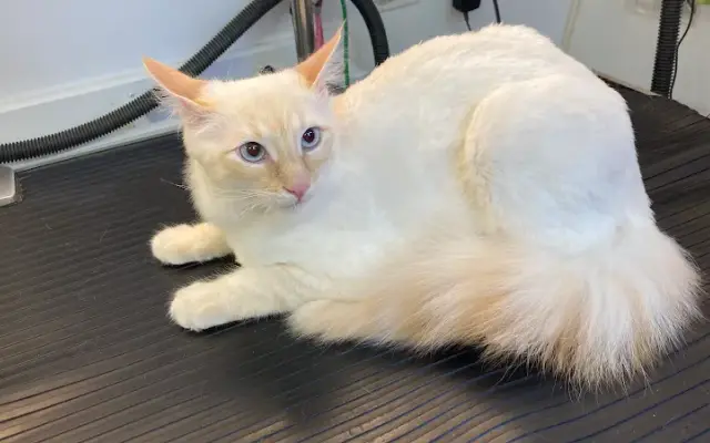 Amanda's Mobile Cat & Small Dog Grooming in San Jose, CA