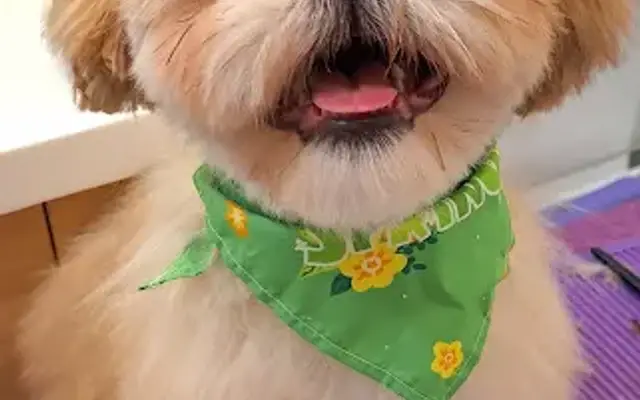 Kimber Kuts Dog Grooming in Powder Springs, GA