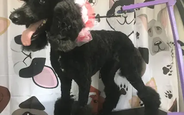 Ruby And The Pups Grooming LLC in Norman, OK
