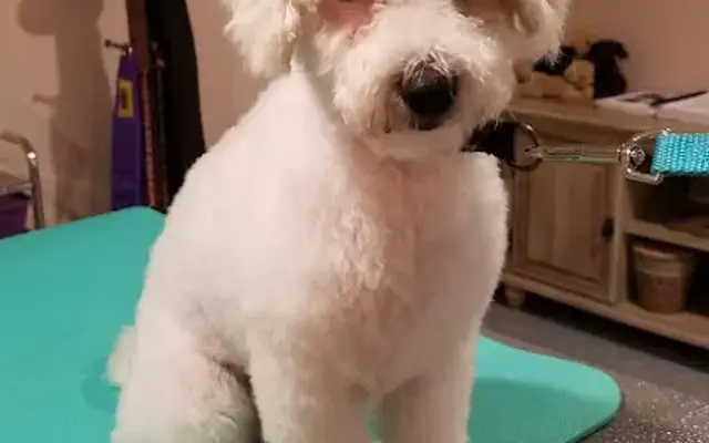 Pawprints Grooming in Elizabethtown, PA