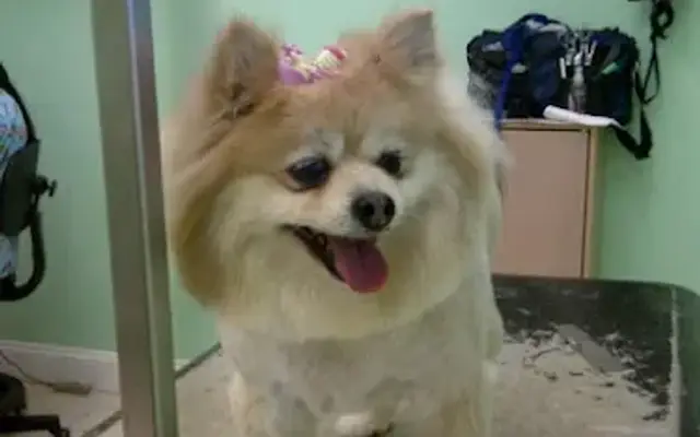 Pet Grooming & Pet Sitting Services in Califon, NJ