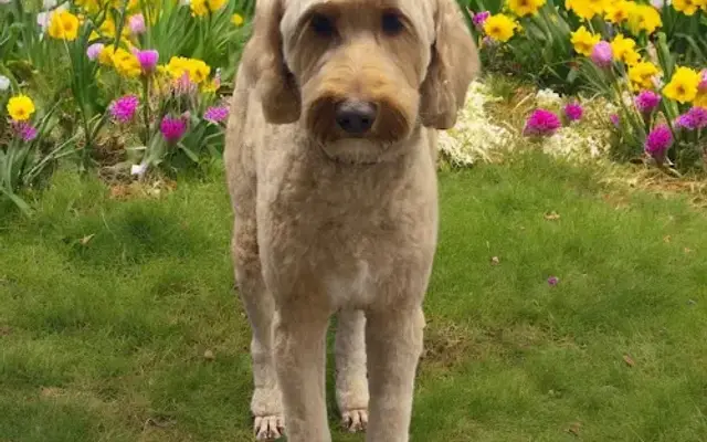 Linda's Dog Grooming in Scappoose, OR