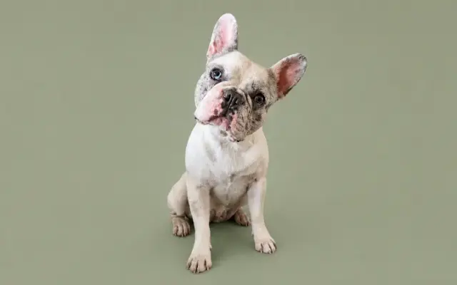 West Edge Pets in Peoria, AZ