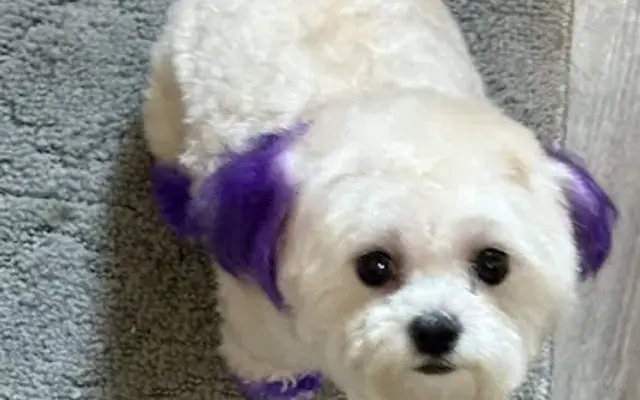 Waggin' Tails Pet Salon in Lufkin, TX