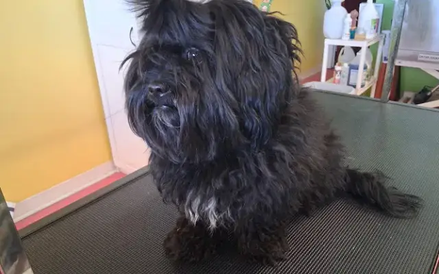Snooty Patooties Dog Salon in Albuquerque, NM