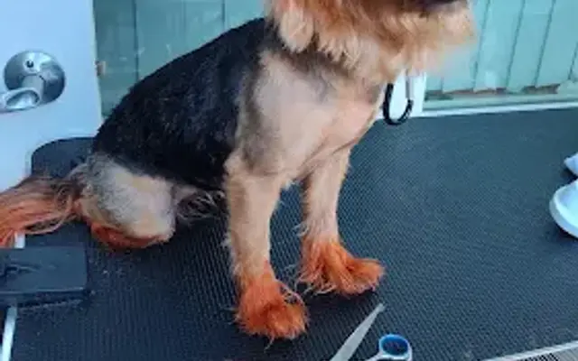 MrG4Pilot Doggy Salon in Atlanta, GA