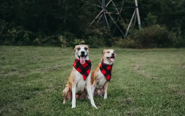 MickSparkins Canine Academy in Huntington, WV