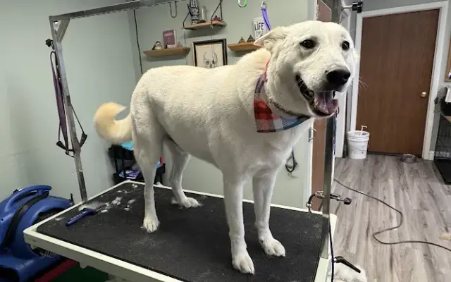 Wickedly Pawsh Grooming & Pet Services in Webster, NY