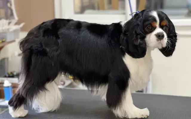 Alex Dog Grooming in Wilsonville, OR
