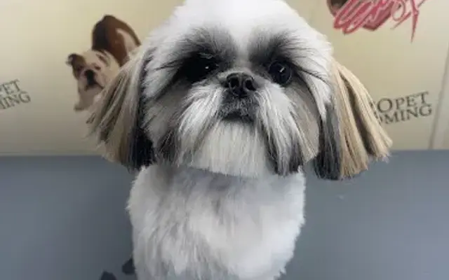 Enzo Pet Grooming in Miami, FL