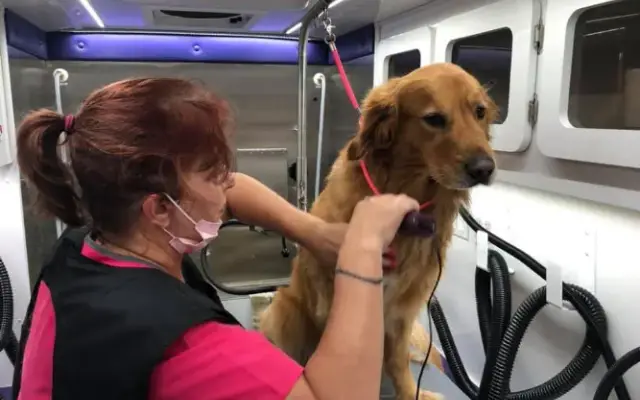 My Doggie Groomer in Palm City, FL