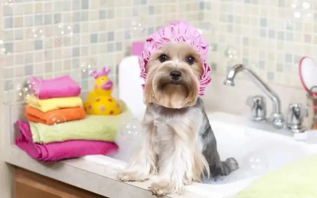 Pampered Paws Private In Home Grooming in Villa Rica, GA