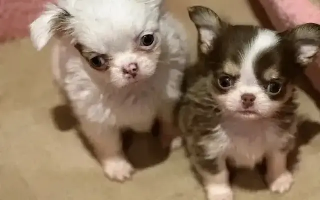 Brent’s Chihuahua puppies for sale in Austin, TX
