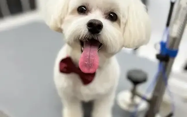 The Wizard of Pawz in Chicago, IL