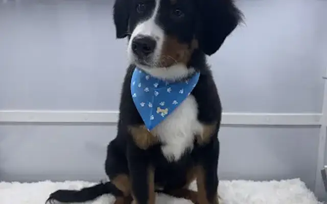 Papiros Mobile Grooming Inc. in Hialeah Gardens, FL