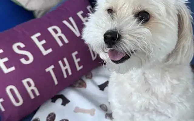 Bark and Sparkles LLC in Delray Beach, FL