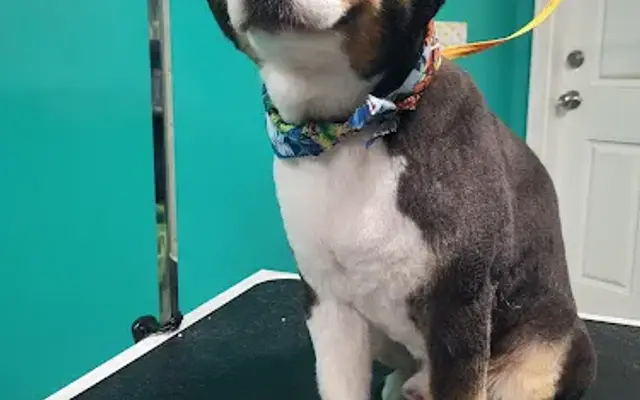 The Bark Side in Chipley, FL