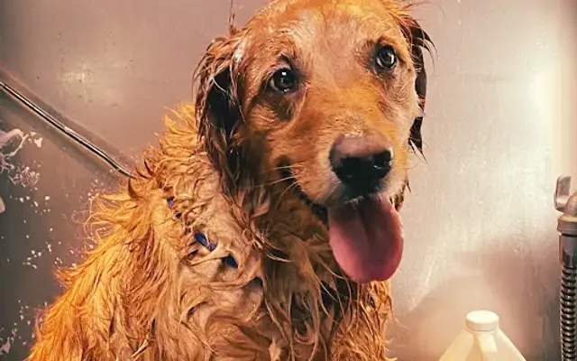 Mobile Pet Grooming by Jessa Lynn in Corona, CA