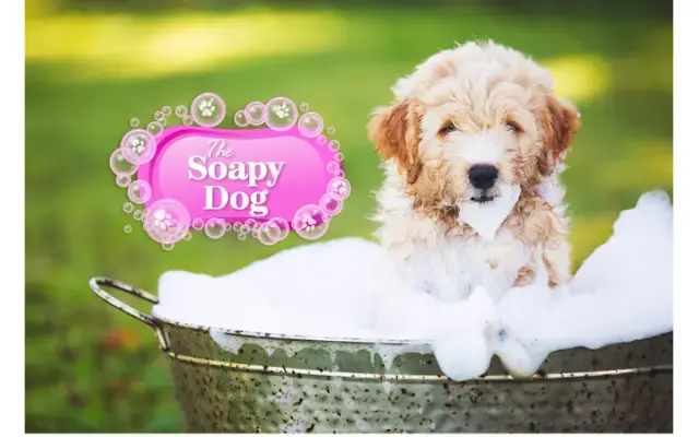The Soapy Dog in Knightdale, NC