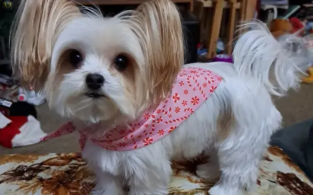 PetSmart Grooming in Gresham, OR
