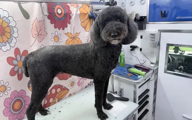 Scruffy to Fluffy KY in Louisville, KY