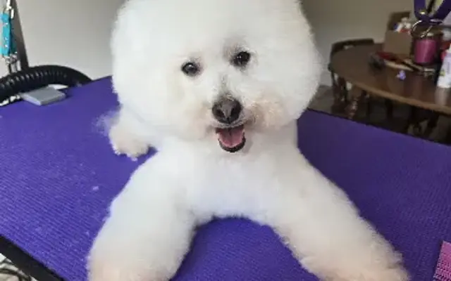 Kawaii Paws Grooming in Houston, TX