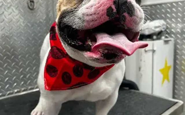Mobile Dog Grooming Pinecrest in South Miami, FL