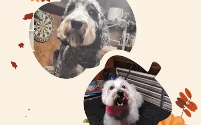 MsGroomtastic Pet Salon in Woodward, OK