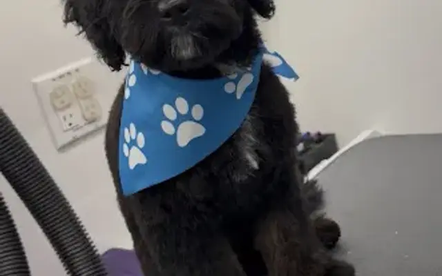 Mutty Pawz Grooming in Windham, ME