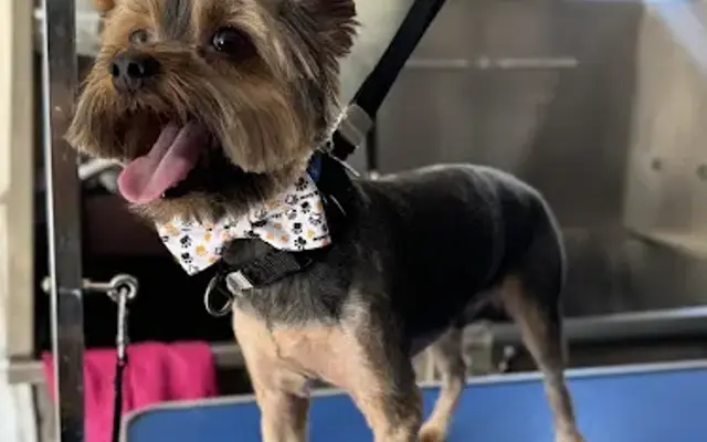 Purple Pup Grooming LLC in Mesa, AZ