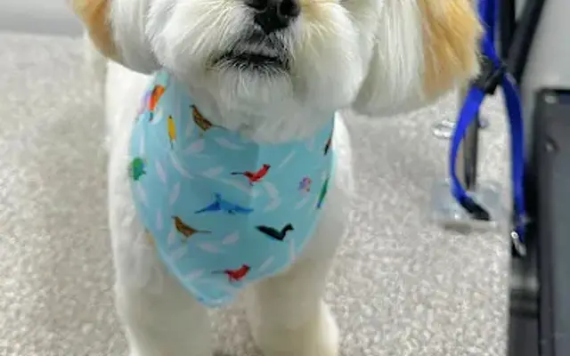 Rolling Pup Wash in Cedar Rapids, IA
