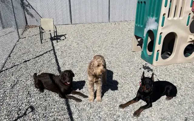 Dogfellas Daycare and Day Spa in Warwick, RI