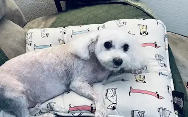 PetSmart Grooming in Fremont, CA