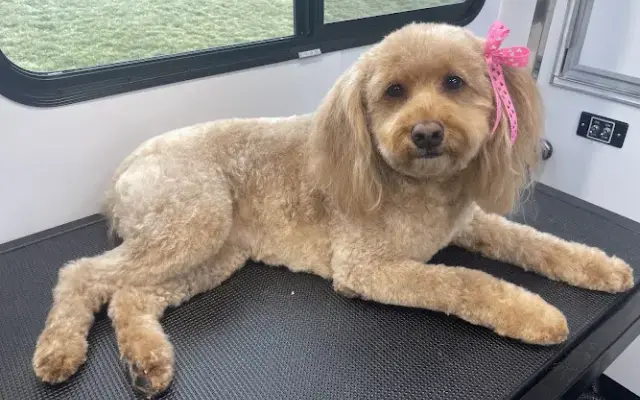 Fancy Furbabies Mobile Paw Spa LLC in Walworth, NY